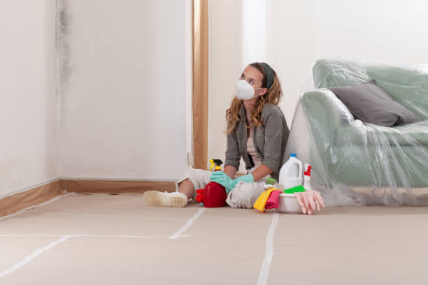 Reliable Mold Removal contractor in Stoneham, MA by WQB Mold Removal
